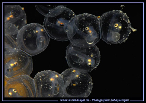 Details of Perches Eggs... A magical moment... Que du bon... by Michel Lonfat 